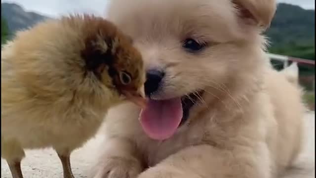 Puppies and chicks funny