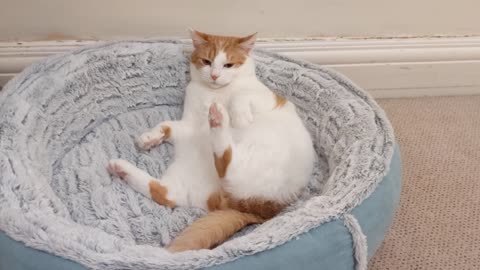 Cat Adorably Lays On His Back