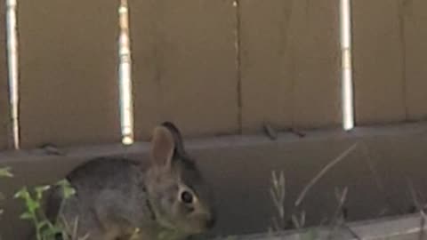 Baby Bunny Eating A Strawberry