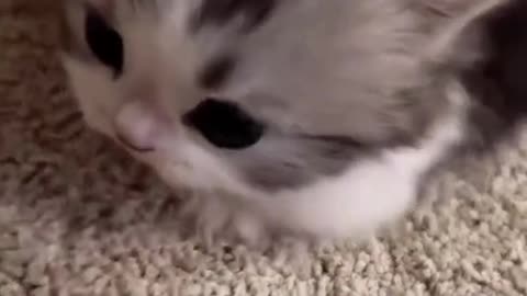 Cute Cat