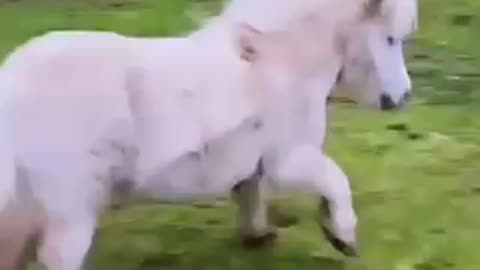 Funny 🐎 Cute horses 🐎 beautiful horses 🐎 amazing 🤩 like🥰viral🙏follow 🙏