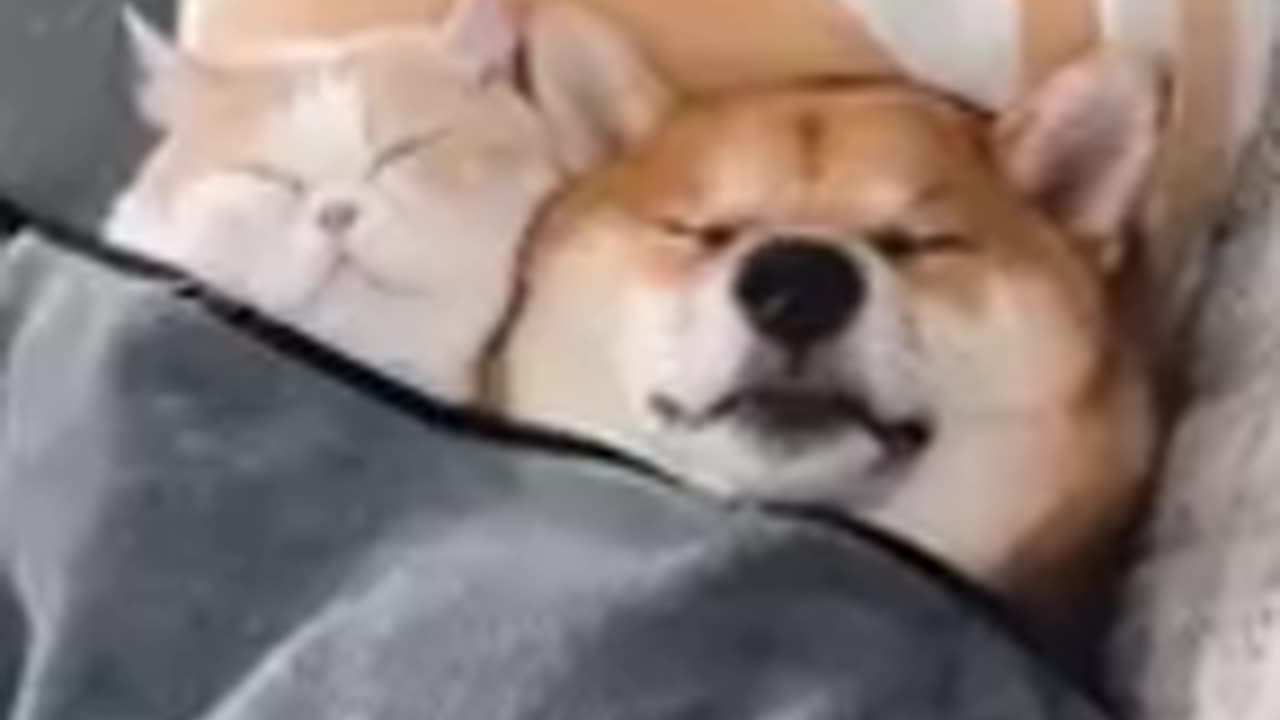 Funny animals 32