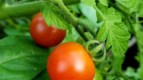 Fresh Garden Produces for Salad