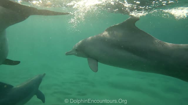 Odd Dolphin Out