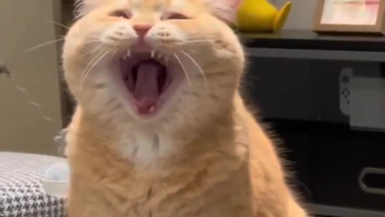 Cats funny videos