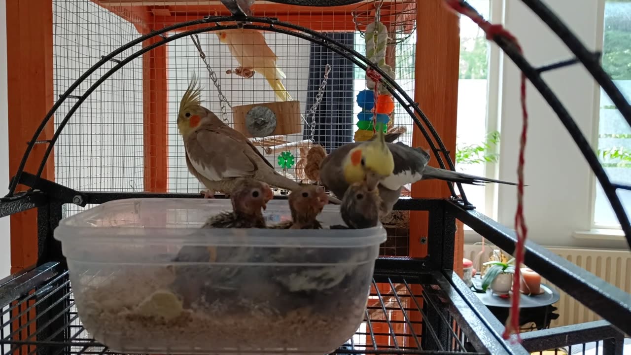 Feeding time