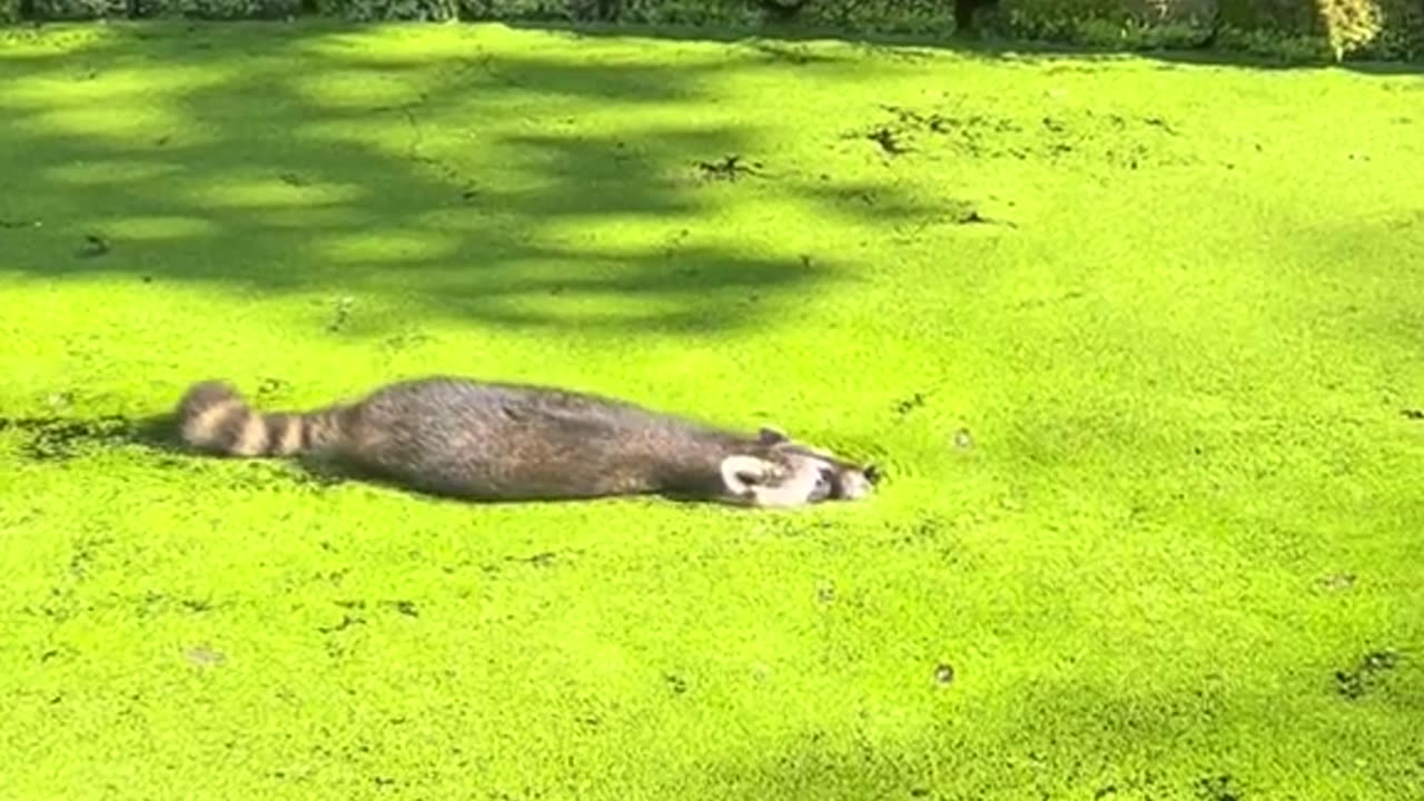 New alligator specie spotted 😂