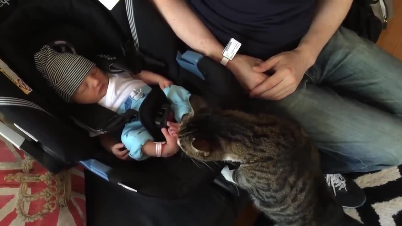 Cats Meeting Babies for the FIRST Time [NEW] Compilation