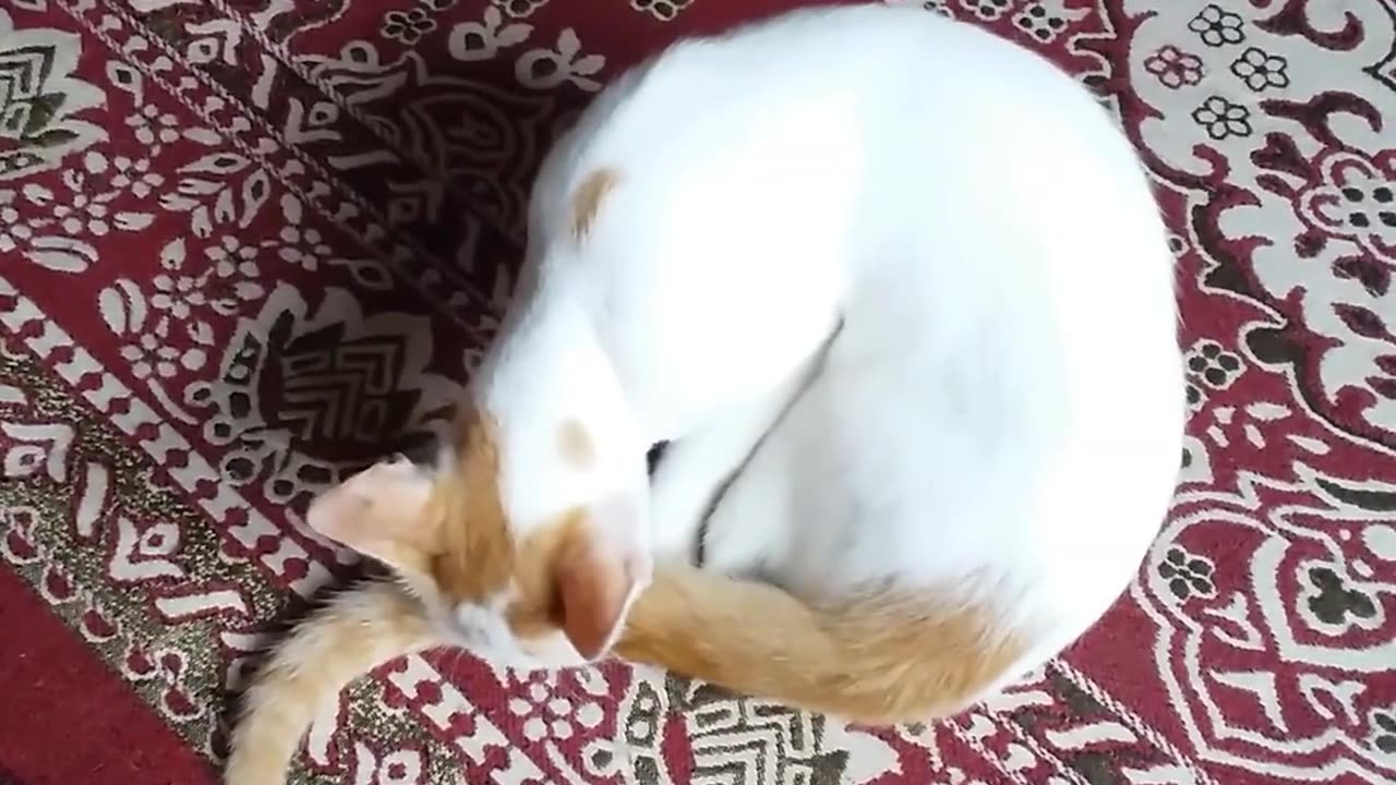 The about cat video beautiful