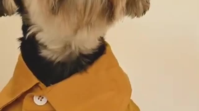 Doggy