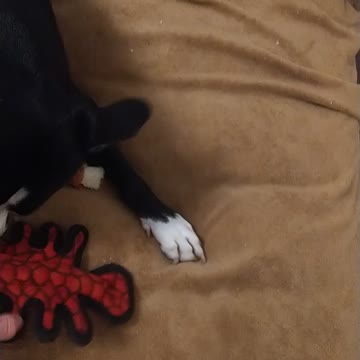 Daisy baby, Larry the lobster🦞🦞