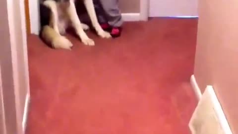 Baby scared of vacuum runs to dog for protection