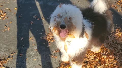 George vs the leaves