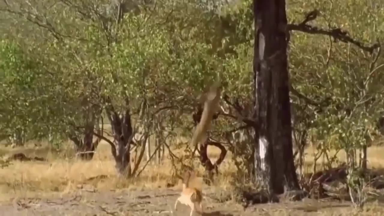 The Eagle Dies While Hunting Octopus In The Ocean