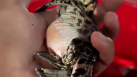 Crocodile 🐊 baby with belly