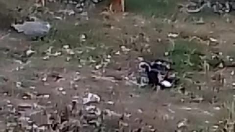 #Murghe ki jang#rooster fight#