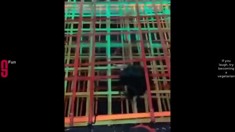 Funny moment kompilation