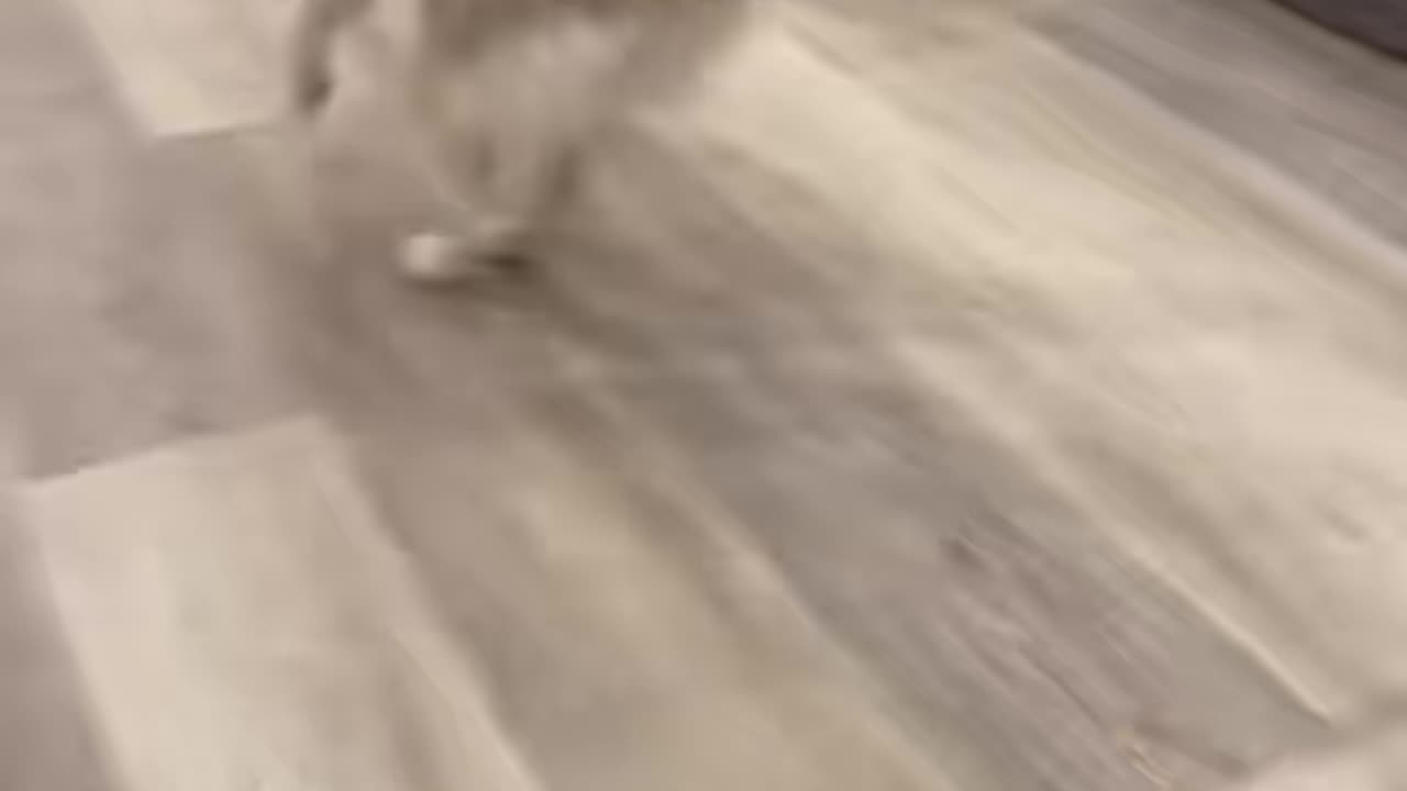 Every dog be like …