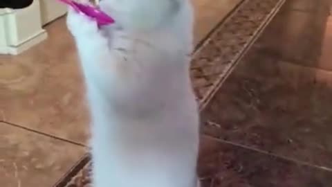 Funny Animals #short video #viral short
