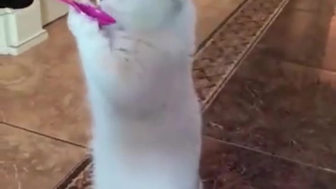 Funny Animals #short video #viral short