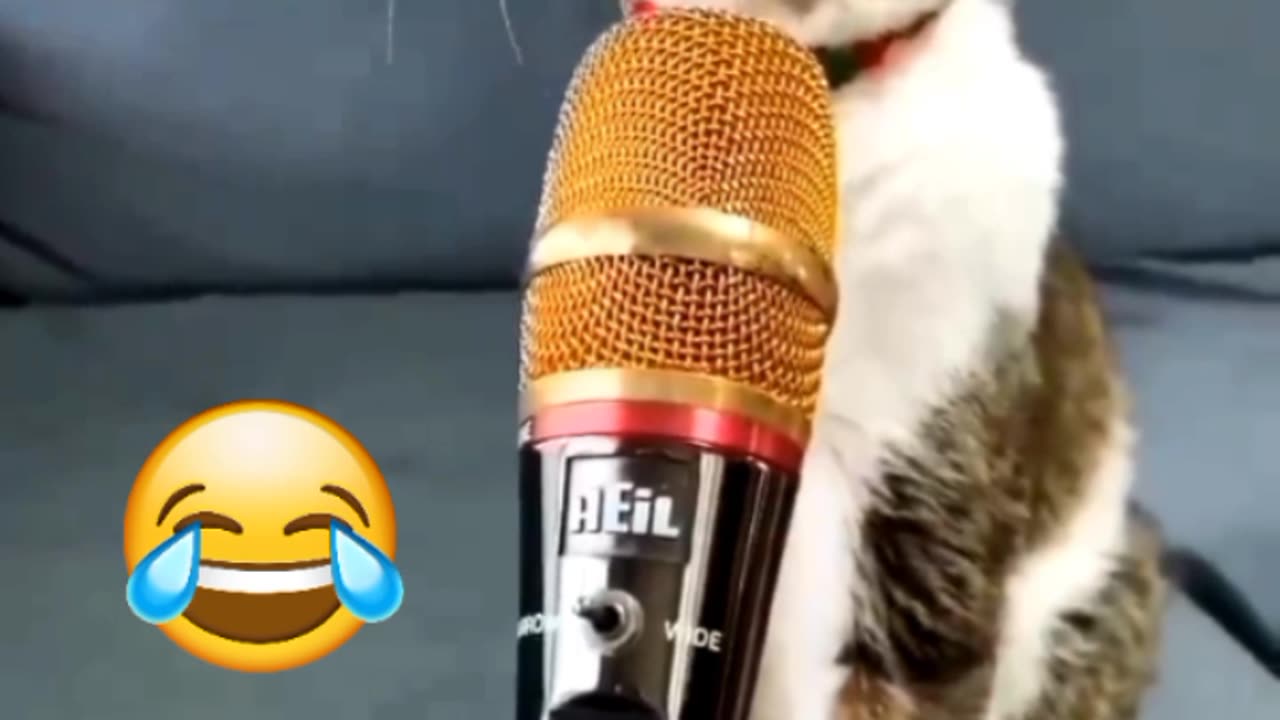 Cat videos,cat funny sound 🤣