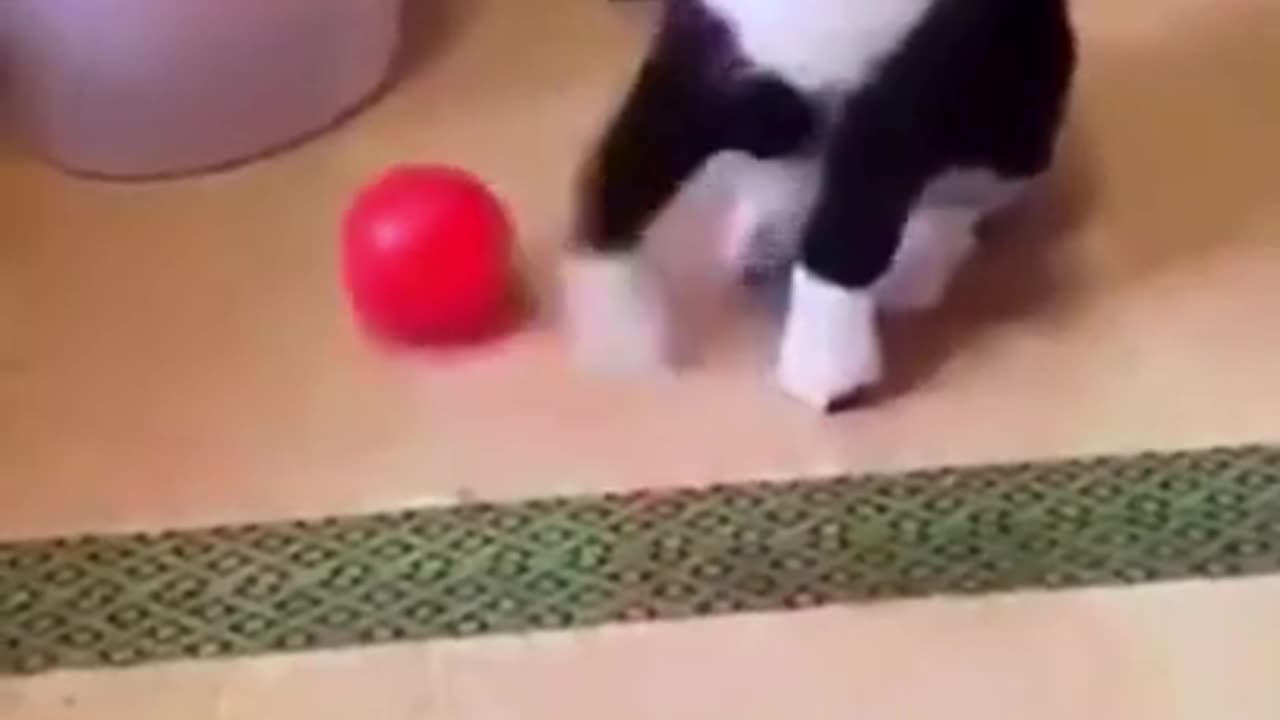 FUNNY ANIMALS VIDEOS
