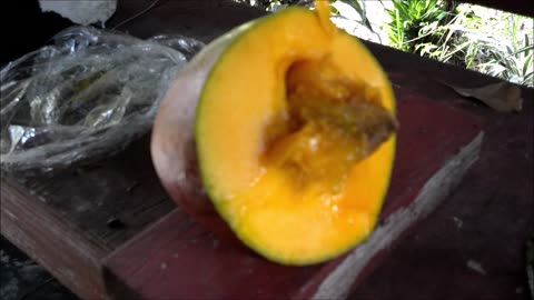 Mango Harvest 2023