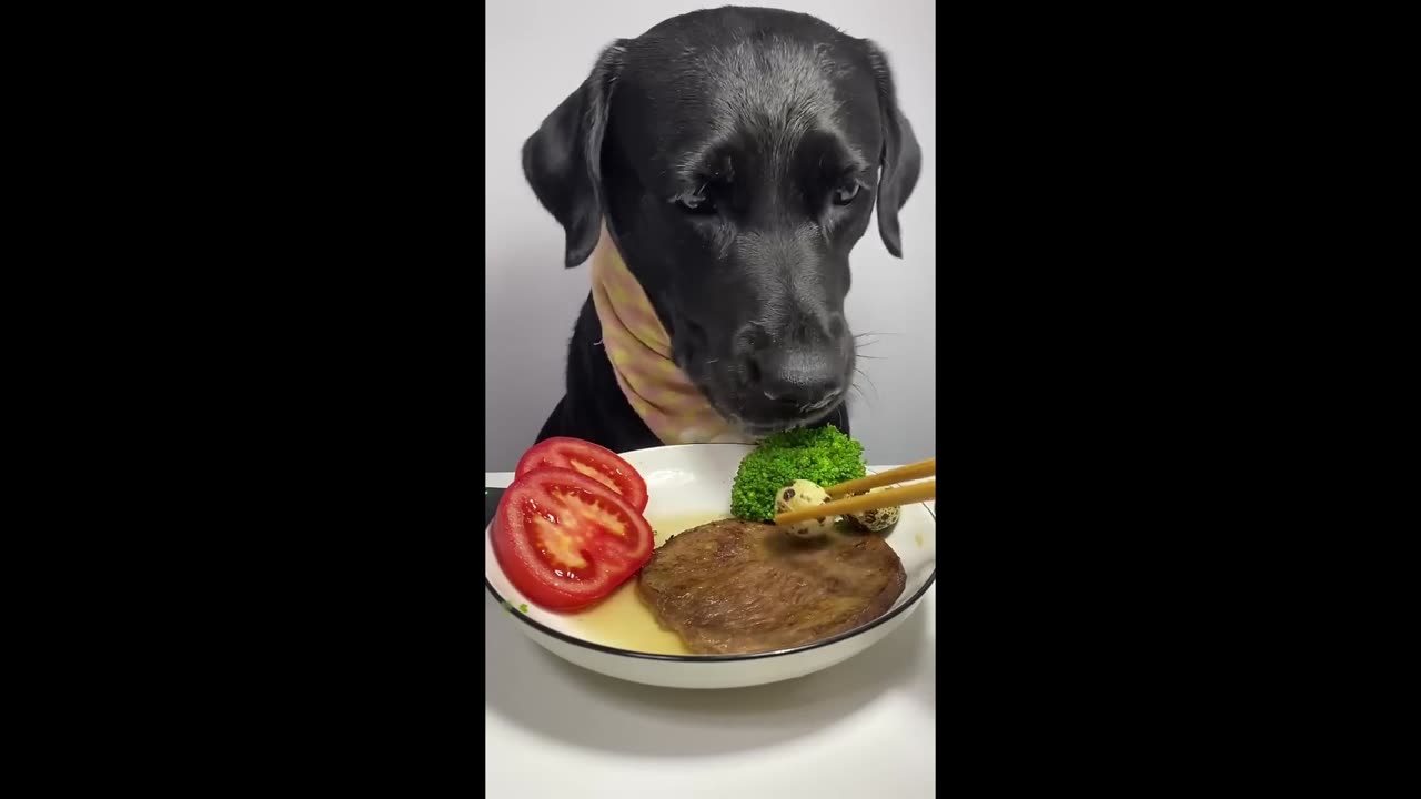 My labrador is Happy Enjoying Some Amazing Crunchy Food