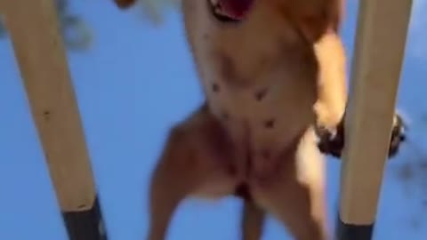 Avoid this Dogs | Dog Training #shorts #dogs #dogtraining