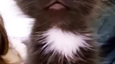 Funny cat video