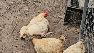 OMC! Chickens are curious creatures and yes she is still dirt bathing! #chickens #curious #shorts