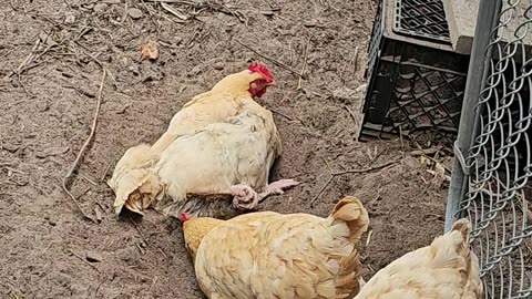 OMC! Chickens are curious creatures and yes she is still dirt bathing! #chickens #curious #shorts