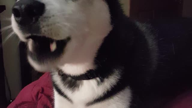 Sassy Husky Gets Upset With Owner