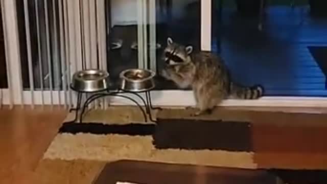 Raccoon Sneaks Inside House Through Open Door and Eats From Dog's Food Bowl