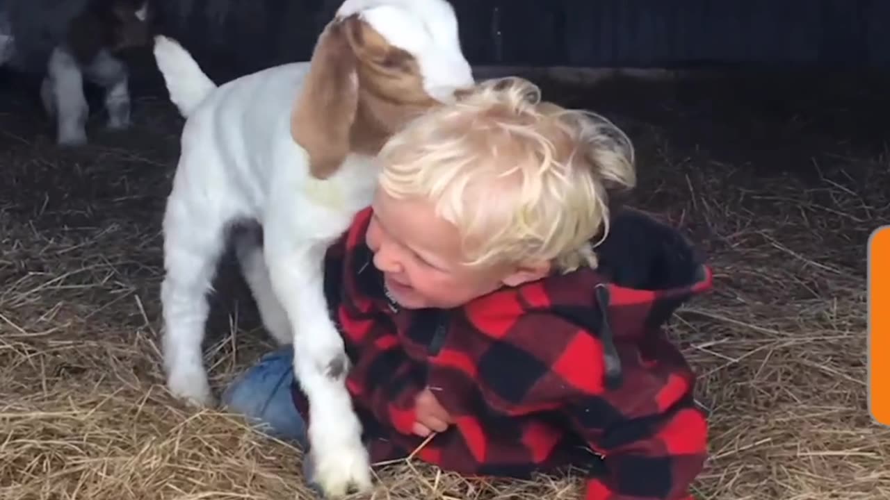 Fun time Baby Boy with Baby Goat 🐐 💙 ❤️ 😘