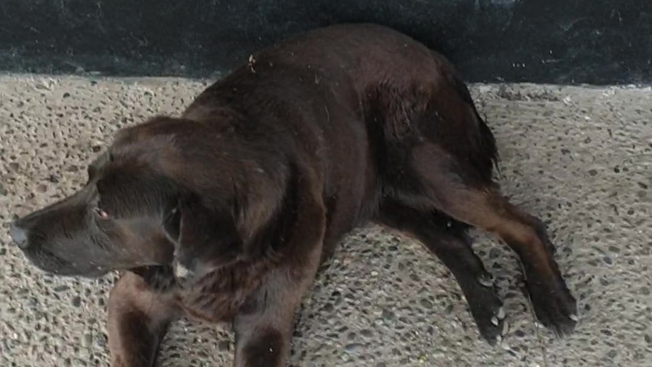 Park Dogs of Santiago πΆπ¨π±