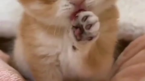Cute cat - part3