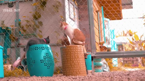 Cats are funnyyy