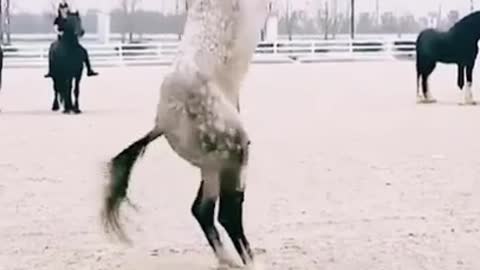 Dangerous horse stunt