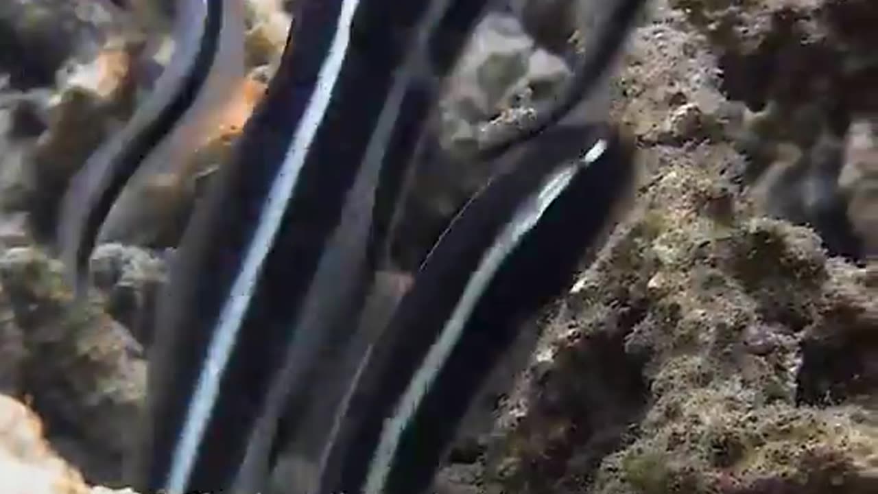 Convict Fish - Its something of a marine architec