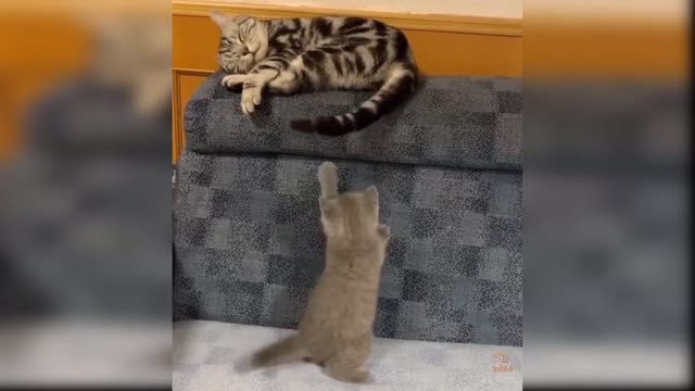 Baby Cats: A Collection of Cute and Funny Cat Videos