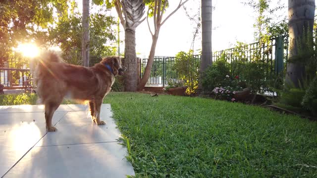 Dog Pet Animal Brown Looking Look Posing 🤩🤩🤩