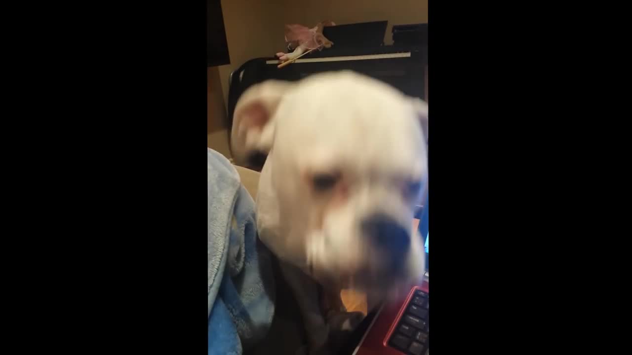 Vocal Boxer Adorably Begs For Playtime