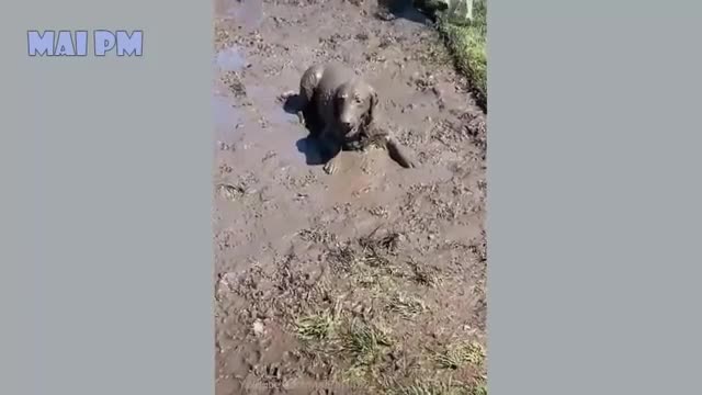 Funny dogs playing moments 🤪🤪🤪