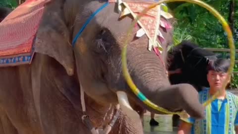 Dreaming every night in the Dai Nationality Park