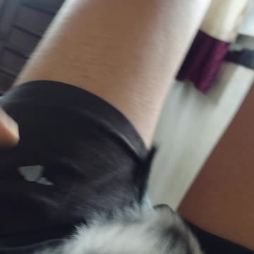 Cute cat colored by me 😂😂😂