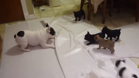 French Bulldog plays with hlHis Puppy..🙄😜😜