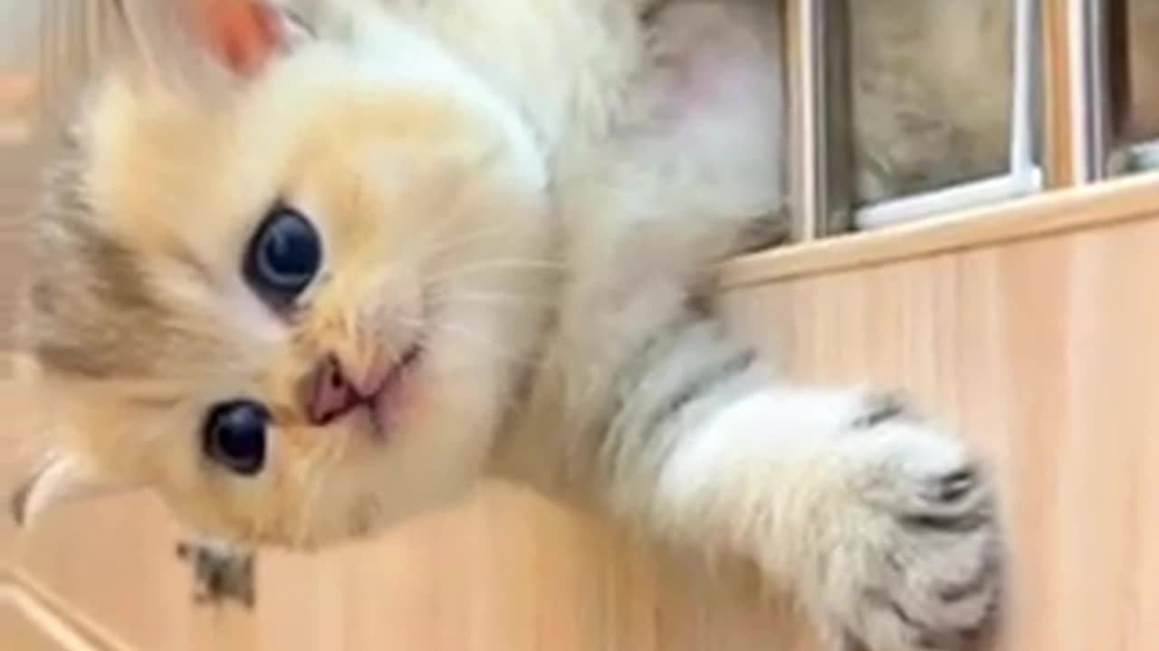 Amazing cat 🐈 trending video