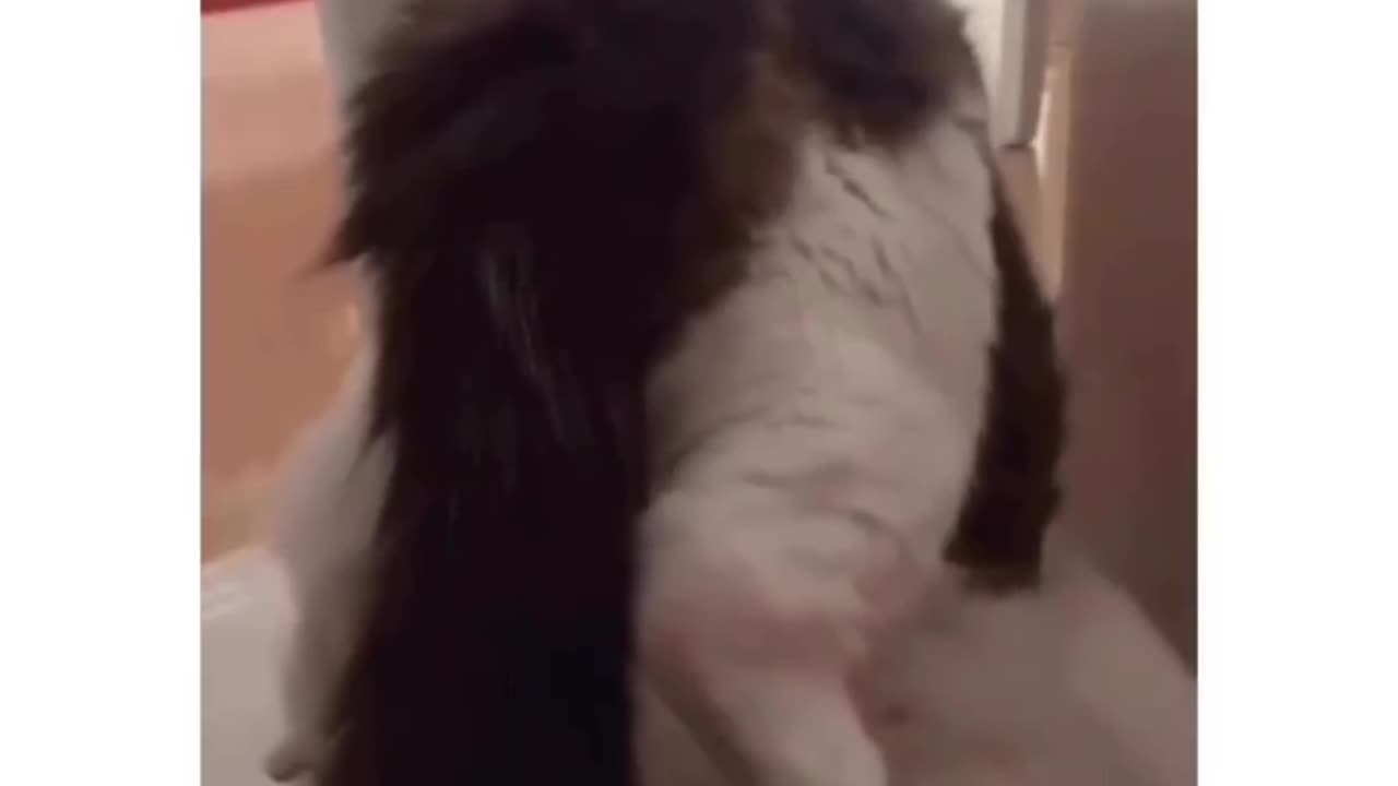 funny animal help me hooman