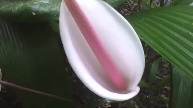 Linda planta lírio da paz, a flor é branca, no jardim botânico [Nature & Animals]